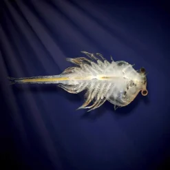 Sale Aqua Dragons - Habitat marino con LED Steam