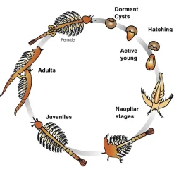 Sale Aqua Dragons - Habitat marino con LED Steam