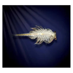 Aqua Dragons - Mundo Submarino*TOYS 