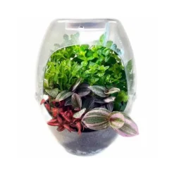 Best Toys - Terrario educativo con luz y libro guía Botani Plus ㅤ Steam