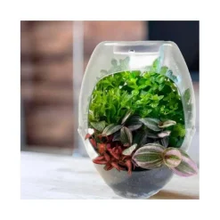 Best Toys - Terrario educativo con luz y libro guía Botani Plus ㅤ Steam