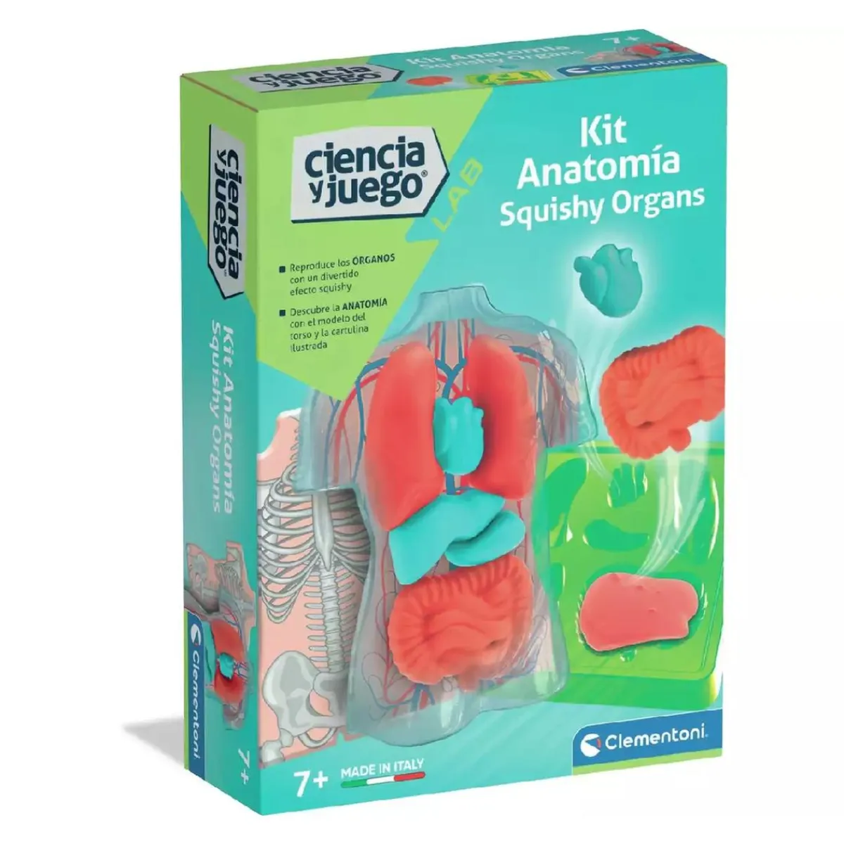 New - Kit Anatomía Squishy Organs Steam