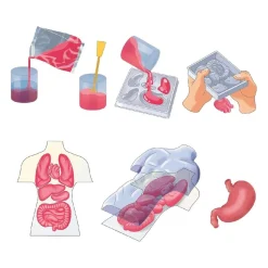 New - Kit Anatomía Squishy Organs Steam