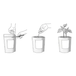 Best Kit de cultivo de cilantro Steam