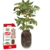 New Kit de cultivo de tomate Cherry orgánico para interior Steam
