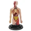 New - Cuerpo humano Steam