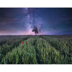 Ravensburger - Puzzle 1500 piezas Campo Estrellado Juegos Y Puzzles